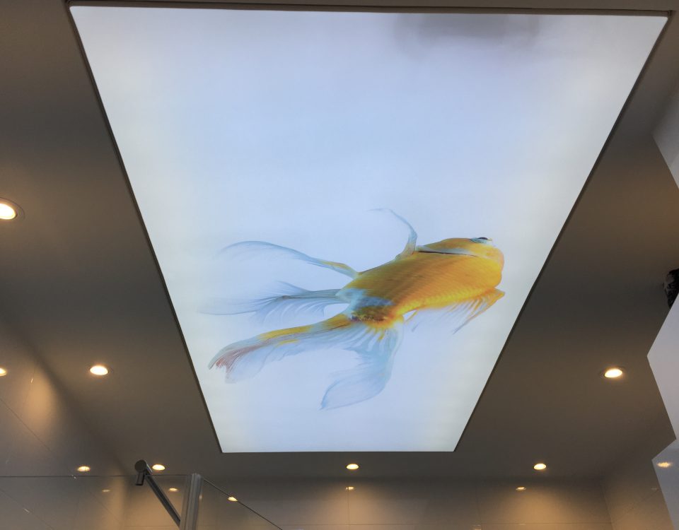 Stretch strop s printom Zlatna ribica